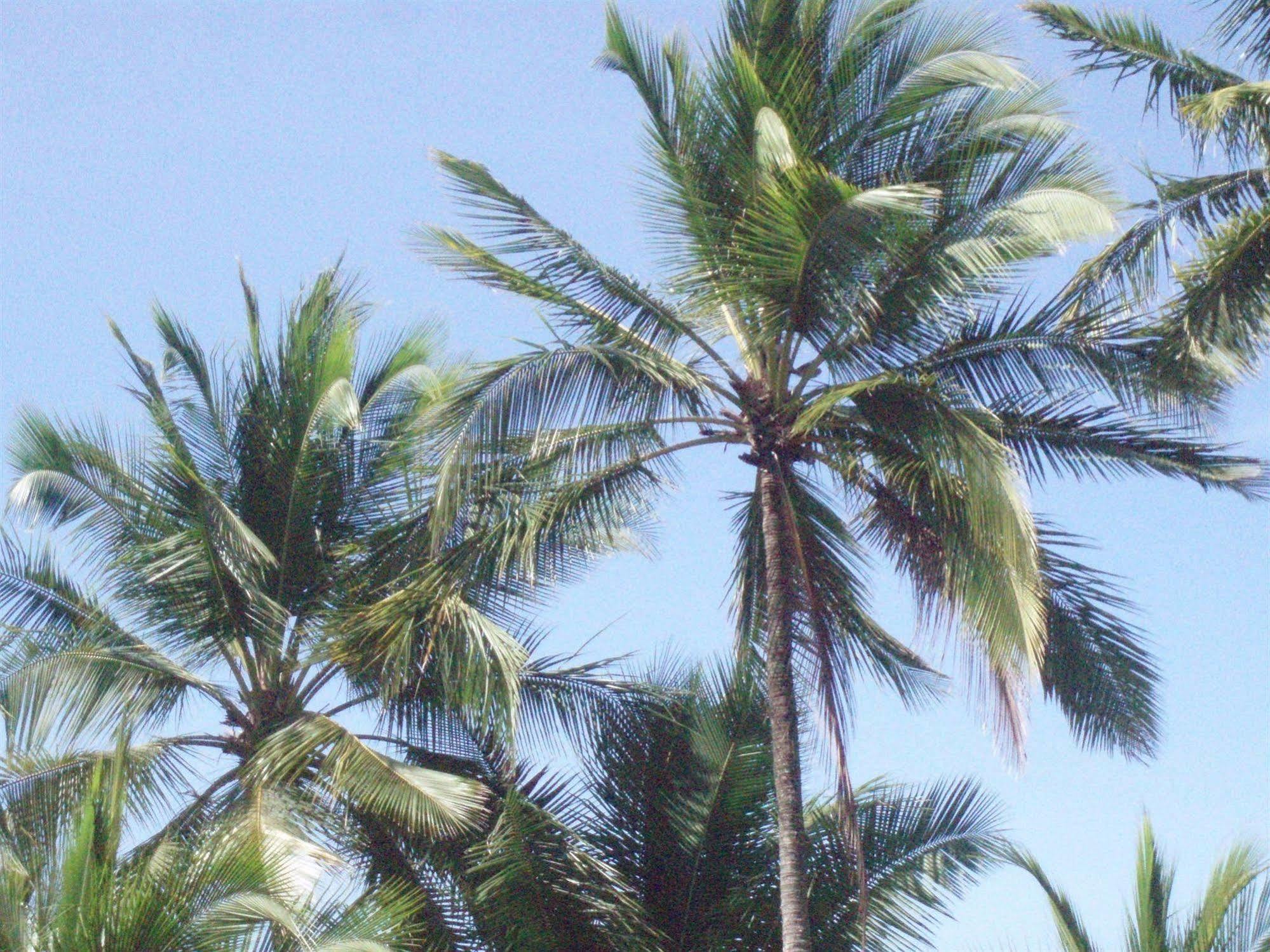 Hotel Mango Mar Jaco Bagian luar foto